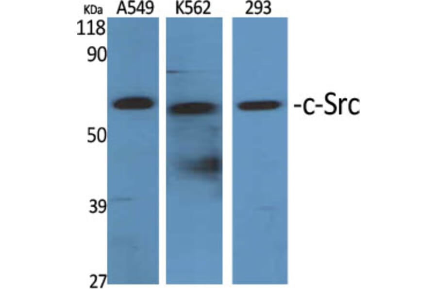 Western Blot - Anti-Src Antibody (B7220) - Antibodies.com