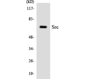 Western Blot - Anti-Src Antibody (R12-3559) - Antibodies.com