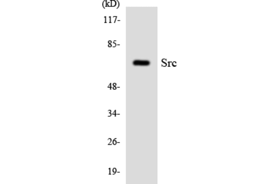Western Blot - Anti-Src Antibody (R12-3559) - Antibodies.com