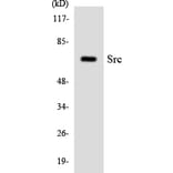 Western Blot - Anti-Src Antibody (R12-3559) - Antibodies.com