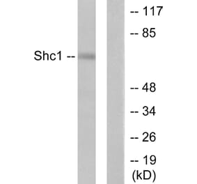 Western Blot - Anti-Shc Antibody (B0025) - Antibodies.com
