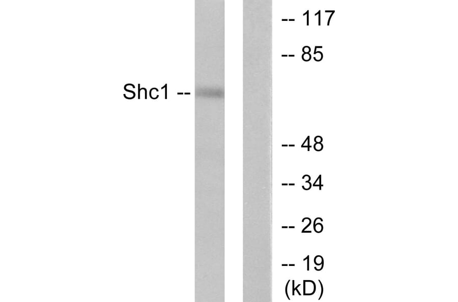 Western Blot - Anti-Shc Antibody (B0025) - Antibodies.com