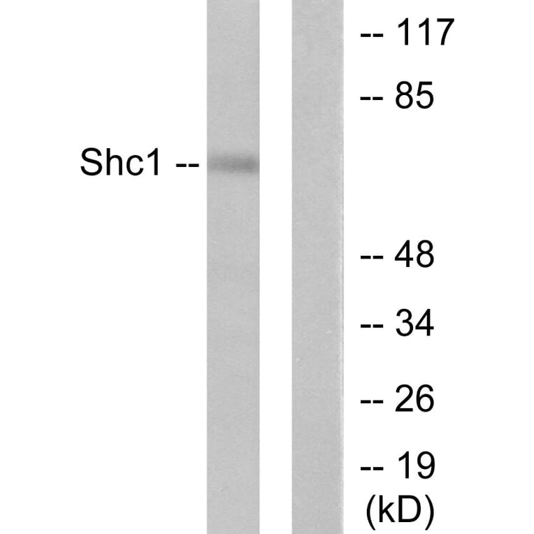 Western Blot - Anti-Shc Antibody (B0025) - Antibodies.com