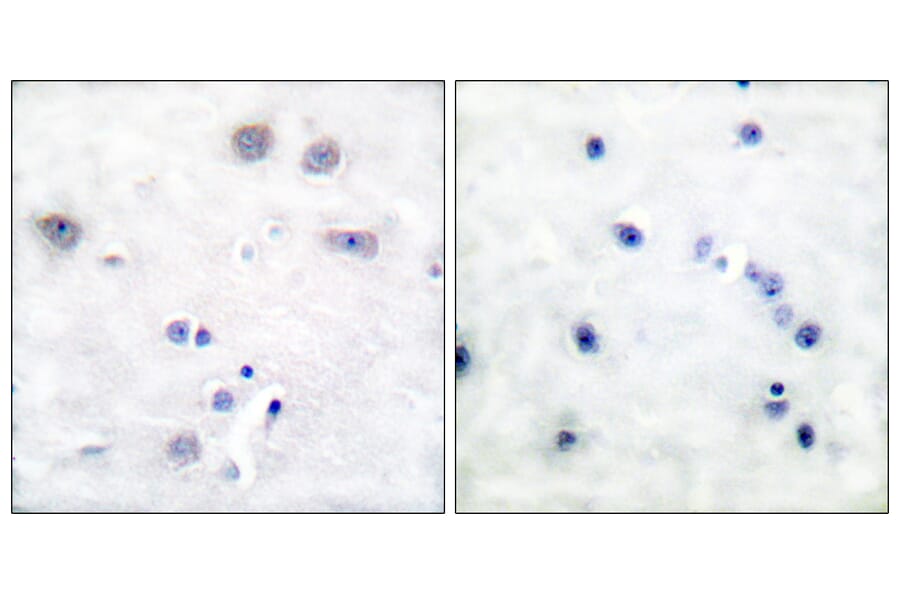 Immunohistochemistry - Anti-Shc Antibody (B0025) - Antibodies.com