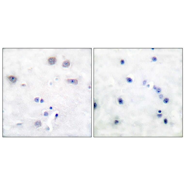 Immunohistochemistry - Anti-Shc Antibody (B0025) - Antibodies.com