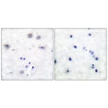 Immunohistochemistry - Anti-Shc Antibody (B0025) - Antibodies.com