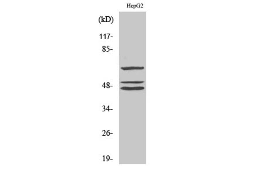 Western Blot - Anti-Shc Antibody (B0025) - Antibodies.com