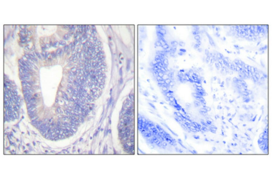 Immunohistochemistry - Anti-Shc Antibody (B0025) - Antibodies.com