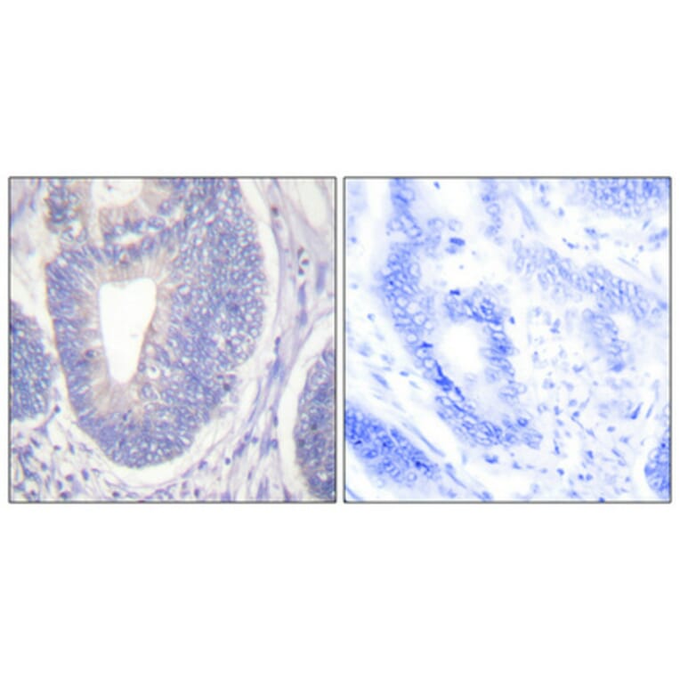 Immunohistochemistry - Anti-Shc Antibody (B0025) - Antibodies.com