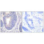 Immunohistochemistry - Anti-Shc Antibody (B0025) - Antibodies.com