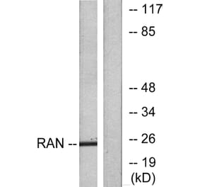 Western Blot - Anti-RAN Antibody (C0312) - Antibodies.com