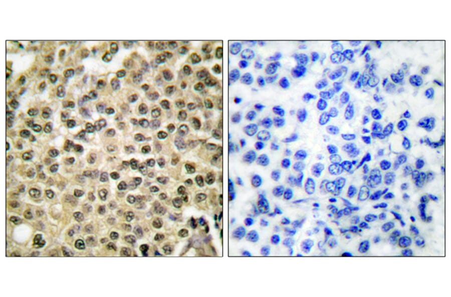 Immunohistochemistry - Anti-RAN Antibody (C0312) - Antibodies.com