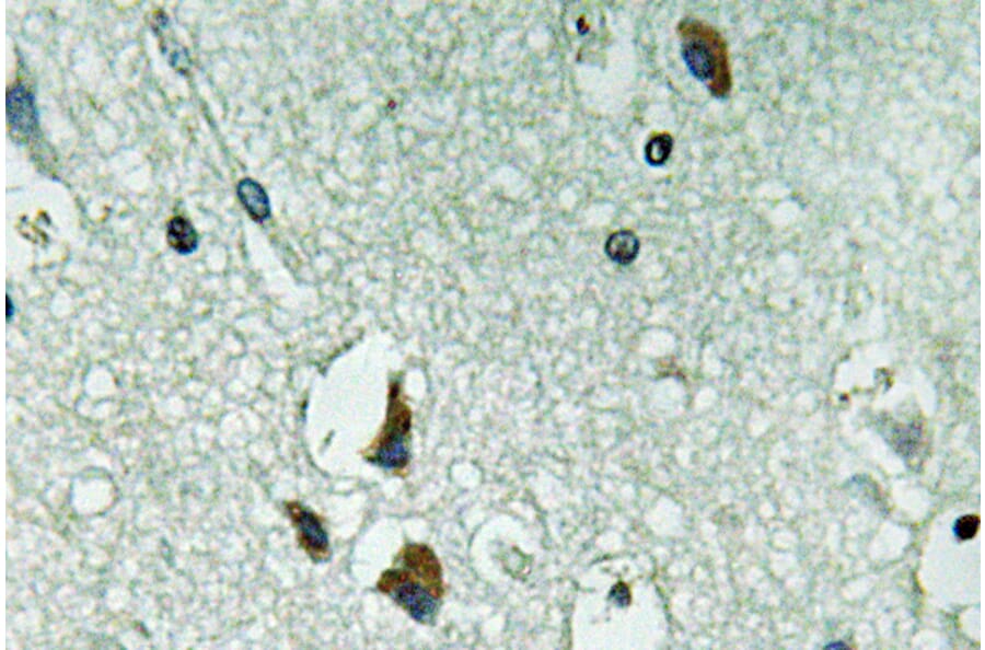 Immunohistochemistry - Anti-PAH Antibody (R12-2287) - Antibodies.com