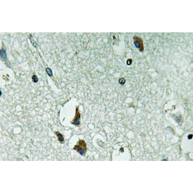 Immunohistochemistry - Anti-PAH Antibody (R12-2287) - Antibodies.com