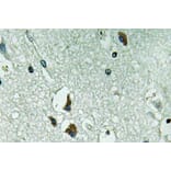 Immunohistochemistry - Anti-PAH Antibody (R12-2287) - Antibodies.com