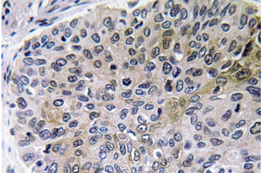 Immunohistochemistry - Anti-NGF Antibody (R12-2264) - Antibodies.com