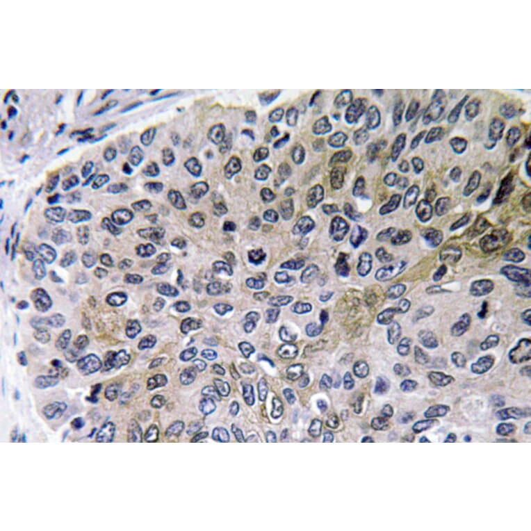 Immunohistochemistry - Anti-NGF Antibody (R12-2264) - Antibodies.com