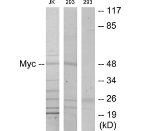 Western Blot - Anti-MYC Antibody (B7157) - Antibodies.com