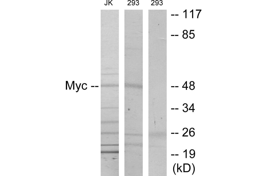 Western Blot - Anti-MYC Antibody (B7157) - Antibodies.com