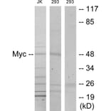 Western Blot - Anti-MYC Antibody (B7157) - Antibodies.com