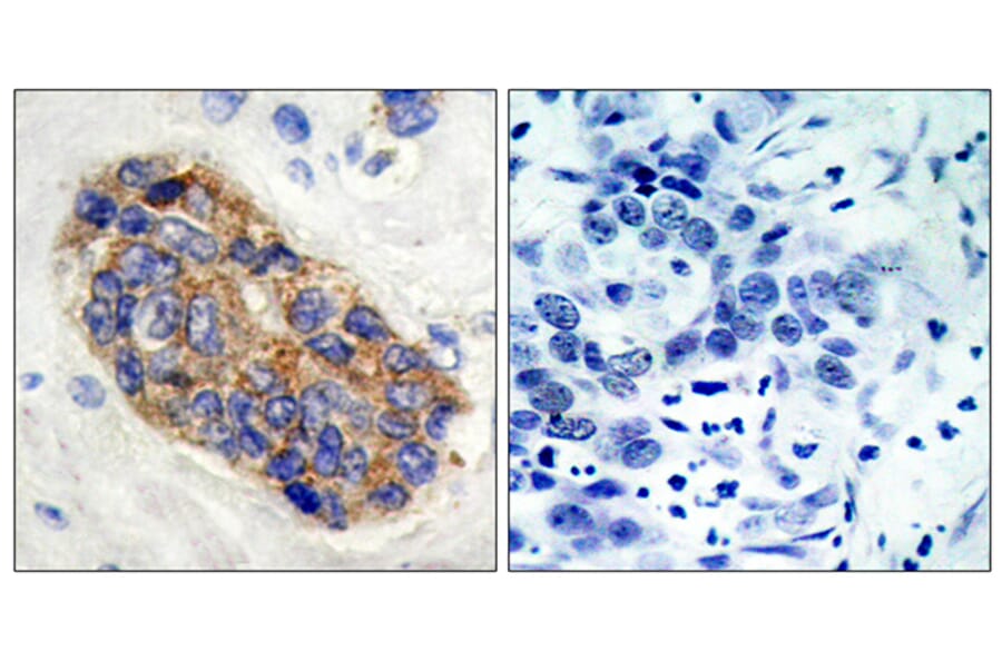 Immunohistochemistry - Anti-MYC Antibody (B7157) - Antibodies.com