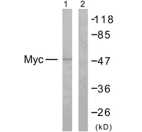 Western Blot - Anti-MYC Antibody (B7158) - Antibodies.com