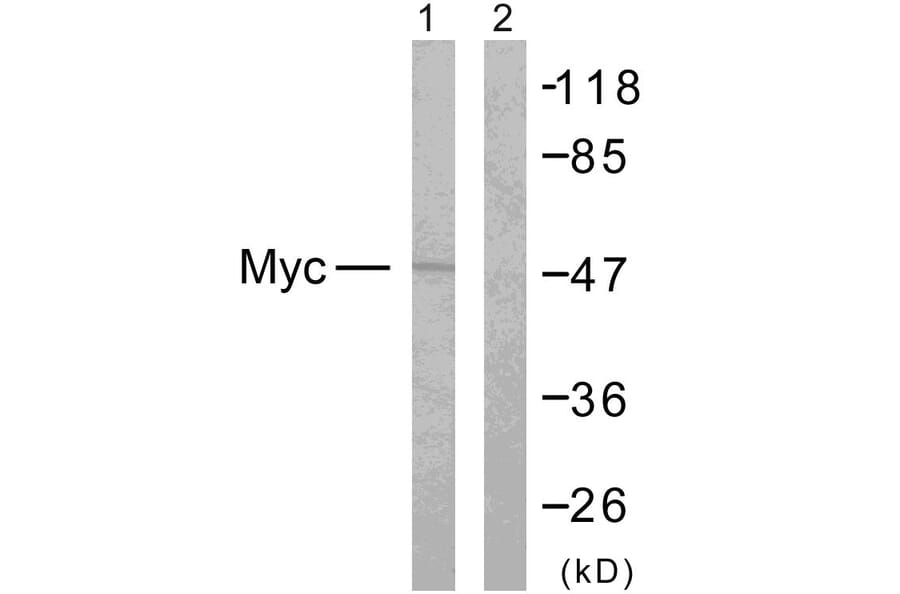 Western Blot - Anti-MYC Antibody (B7158) - Antibodies.com