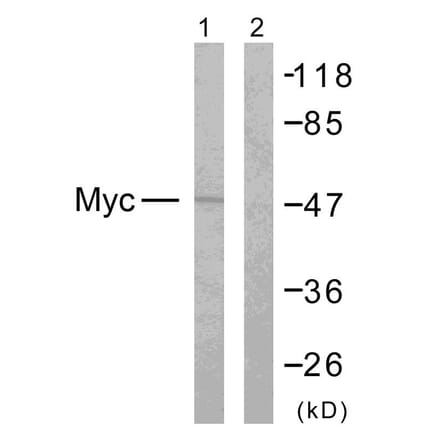 Western Blot - Anti-MYC Antibody (B7158) - Antibodies.com