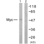 Western Blot - Anti-MYC Antibody (B7158) - Antibodies.com