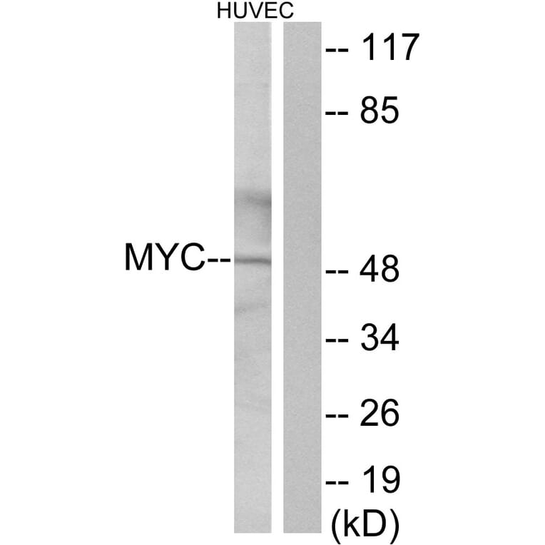 Western Blot - Anti-MYC Antibody (C10262) - Antibodies.com