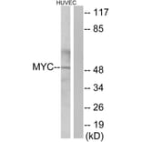 Western Blot - Anti-MYC Antibody (C10262) - Antibodies.com