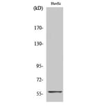 Western Blot - Anti-MYC Antibody (C10262) - Antibodies.com