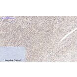 Immunohistochemistry - Anti-MYC Antibody (C10262) - Antibodies.com