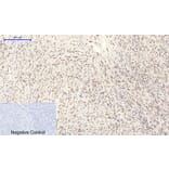 Immunohistochemistry - Anti-MYC Antibody (C10262) - Antibodies.com