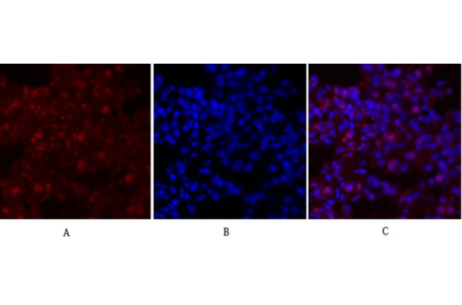 Immunofluorescence - Anti-MYC Antibody (C10262) - Antibodies.com