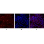 Immunofluorescence - Anti-MYC Antibody (C10262) - Antibodies.com