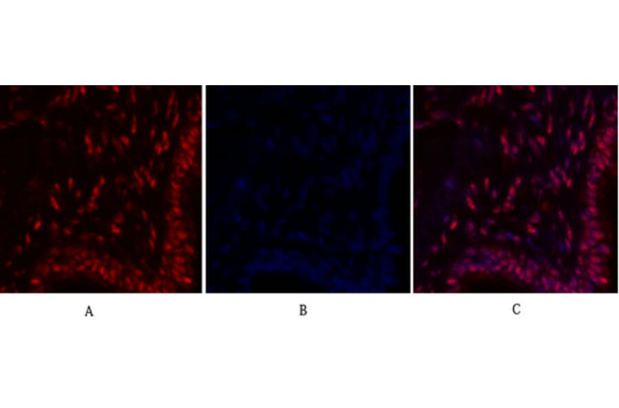 Immunofluorescence - Anti-MYC Antibody (C10262) - Antibodies.com