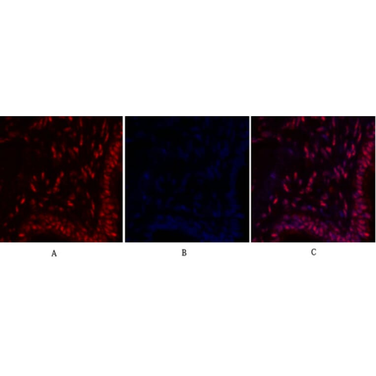 Immunofluorescence - Anti-MYC Antibody (C10262) - Antibodies.com