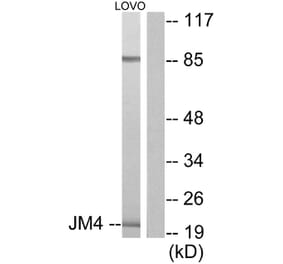 Western Blot - Anti-JM4 Antibody (C0238) - Antibodies.com