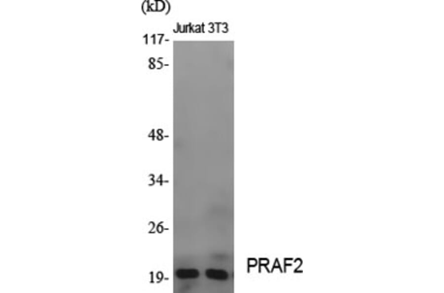 Western Blot - Anti-JM4 Antibody (C0238) - Antibodies.com