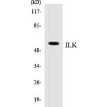 Western Blot - Anti-ILK Antibody (R12-2925) - Antibodies.com