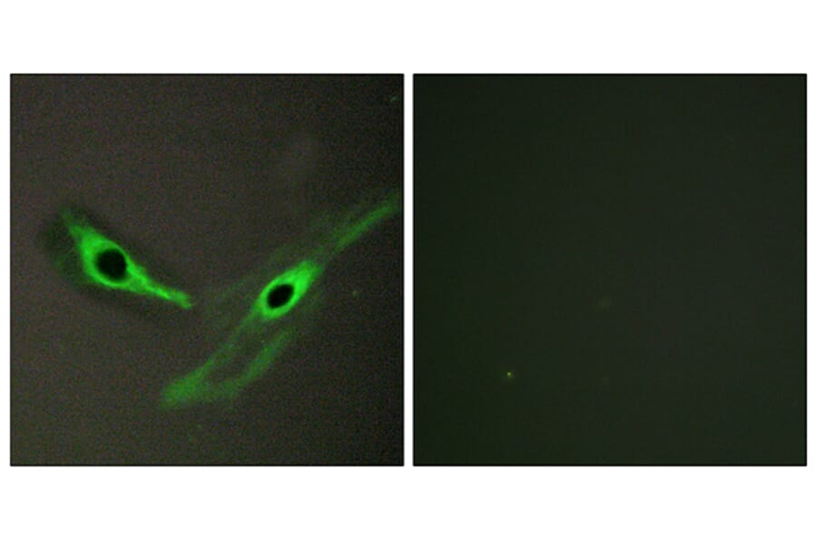Immunofluorescence - Anti-ICK Antibody (C11905) - Antibodies.com