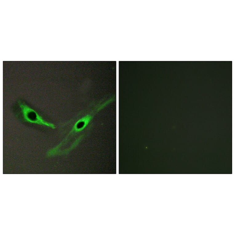 Immunofluorescence - Anti-ICK Antibody (C11905) - Antibodies.com