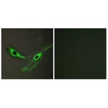 Immunofluorescence - Anti-ICK Antibody (C11905) - Antibodies.com