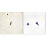 Immunohistochemistry - Anti-ICK Antibody (C11905) - Antibodies.com