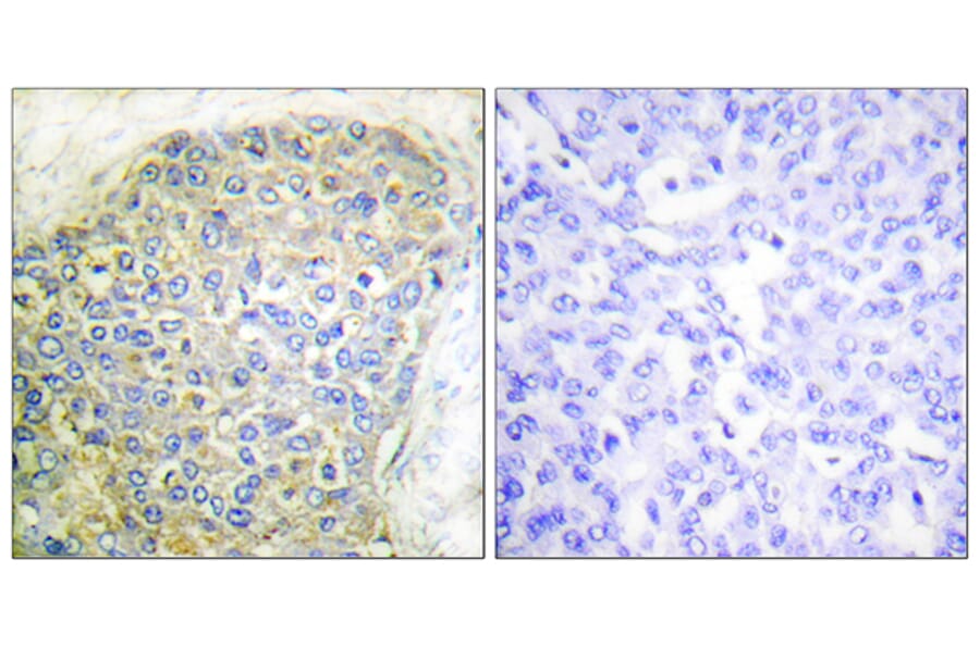 Immunohistochemistry - Anti-HSL Antibody (B0074) - Antibodies.com