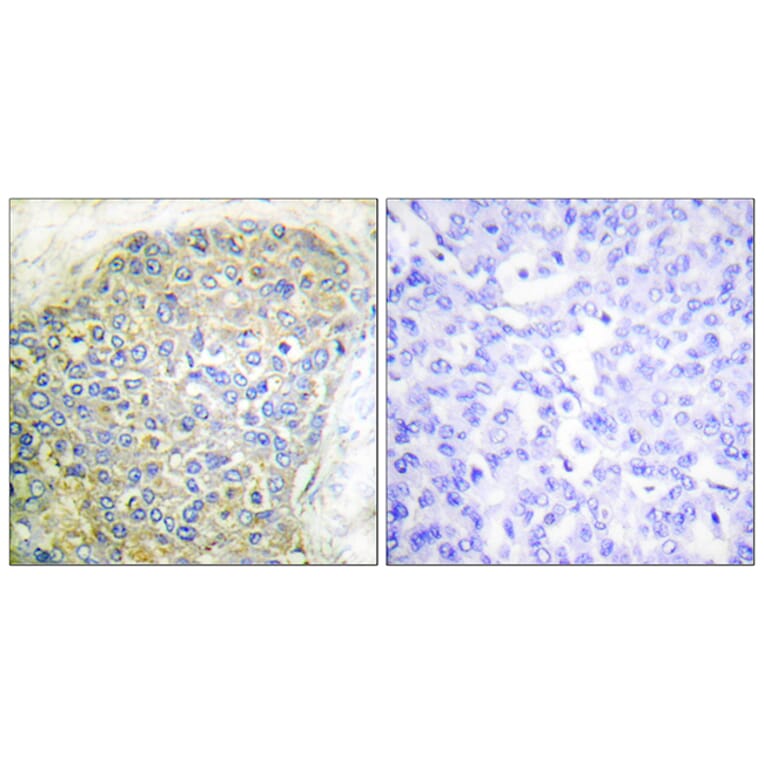 Immunohistochemistry - Anti-HSL Antibody (B0074) - Antibodies.com