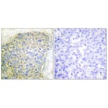Immunohistochemistry - Anti-HSL Antibody (B0074) - Antibodies.com
