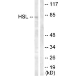 Western Blot - Anti-HSL Antibody (B0074) - Antibodies.com