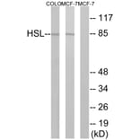 Western Blot - Anti-HSL Antibody (B0437) - Antibodies.com